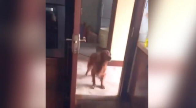 Gatito realiza sorprendente salto para escapar de un perro que lo tenía acorralado en la sala de su dueño.