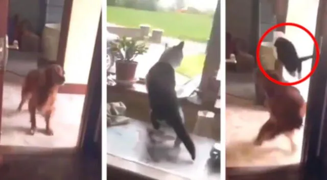 En Facebook se hizo viral el clip del gatito saltando de una forma impresionante para esquivar al perro que interrumpía su paso.