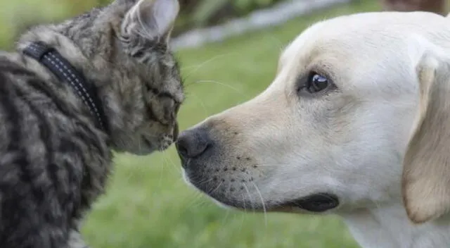 El video de un perro y un gato se hizo viral en redes sociales.