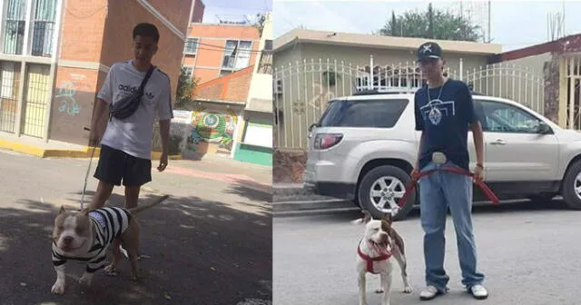 Un joven tuvo una simpática respuesta para defender a su perro pitbull de las personas que dicen que es agresivo. La historia se volvió viral en Facebook.