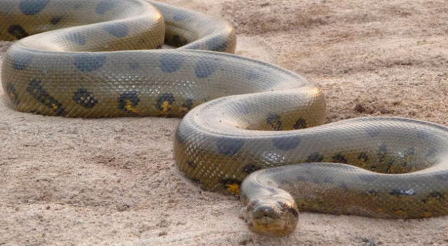 Jóvenes se cruzan con una anaconda gigante y pasan el susto de sus vidas