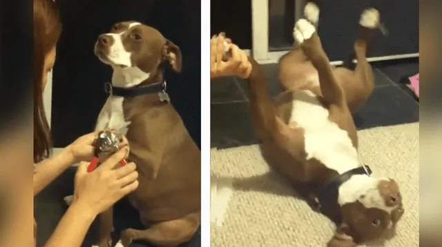 La divertida reacción del can causó las risas de miles de usuarios en las redes sociales.