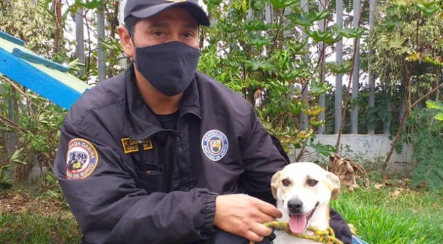 Brigadistas Caninos ponen en adopción a perritos en Surco.