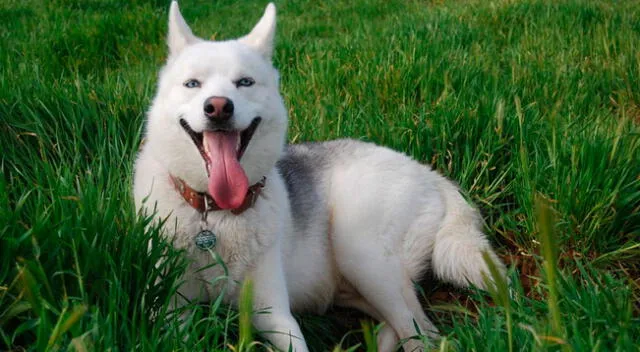 Perrito hace “berrinche” para que lo bañen y video se vuelve viral