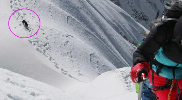 La perrita callejera se hizo amiga de los alpinistas.