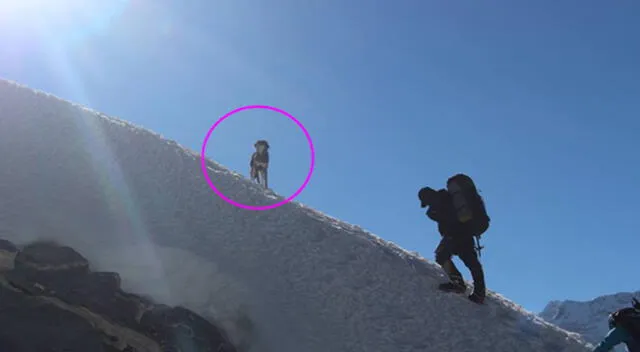 La perrita callejera se hizo amiga de los alpinistas.