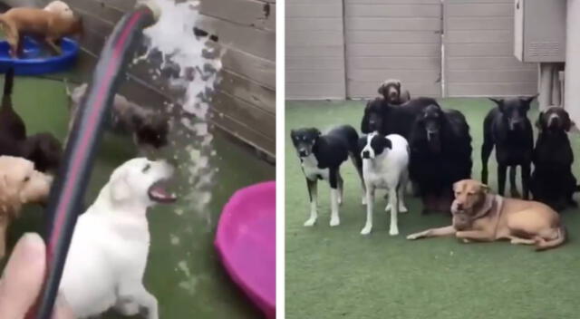 Perritos se dividen por el gusto a darse un baño.