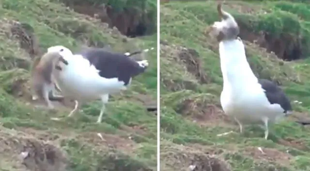 Gaviota es viral por comerse de un bocado a un conejo.