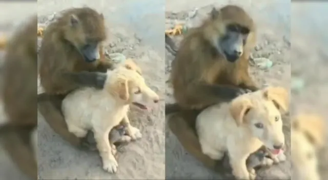 La amistad entre el monito y el cachorro se volvió viral en redes sociales.