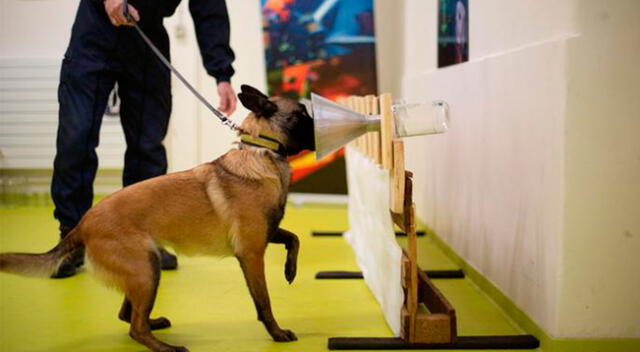 Perros en entrenamiento