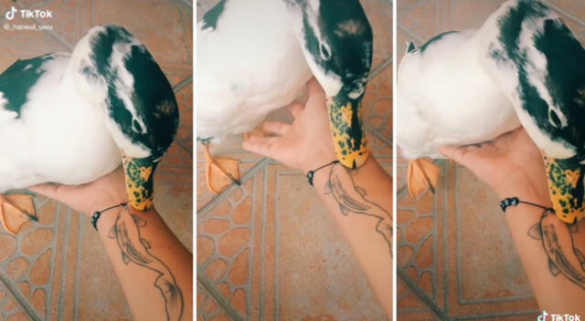 El pato confundió el tatuaje con un pez real.