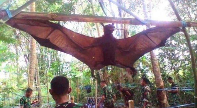 Murciélago Diadema  en cautiverio en Filipinas.