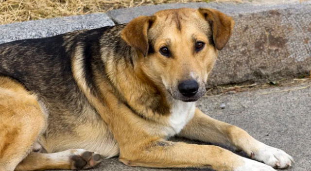 Joven intenta hacer reto de baile y su perro se lleva toda la atención