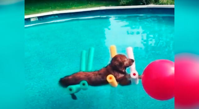 El perrito se mostró muy relajado en la piscina.