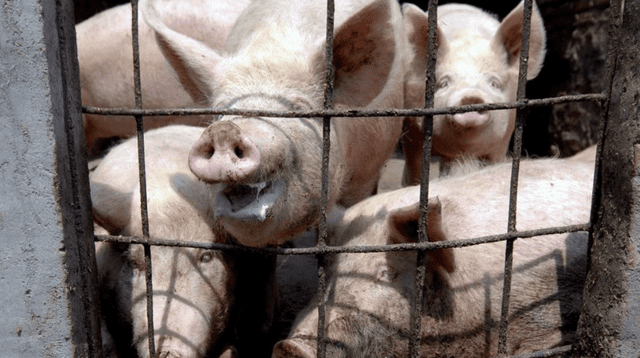Por su parte, la OMS indicó que la gripe porcina G4 no es nueva y se “encuentra bajo vigilancia”.