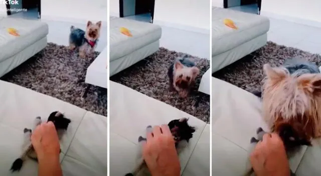 La curiosa reacción de este perro ha causado la risa de miles de usuarios de Facebook.