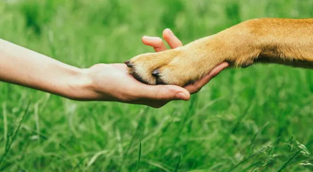 No hay duda que el perro es el mejor amigo del hombre.