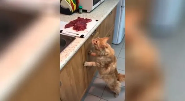 Dueña atrapa infraganti a su gato que iba a robar un trozo de carne