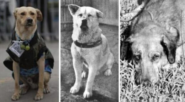 Hachiko, Firuco, Canelo son cachorros más populares por su fidelidad a lo largo de los años.