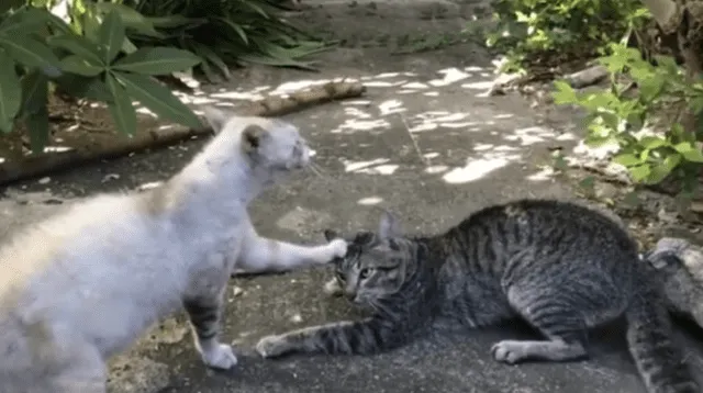 El peculiar llamado de atención de la 'pareja' del gato causó la risa de miles en las redes sociales.