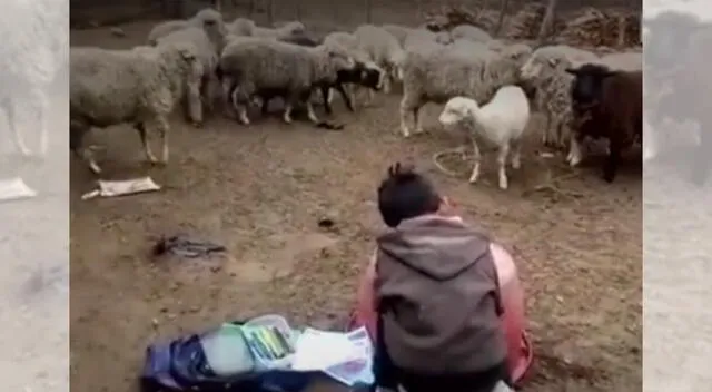 Niños de Huánuco continúan estudiando durante la pandemia.