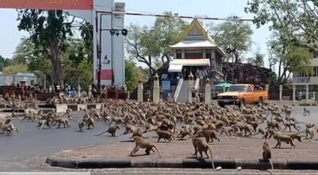 Los monos ha llegado a agredir a los comerciantes de la zona.