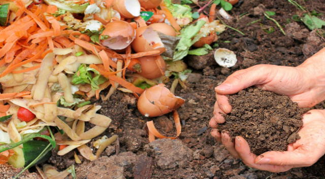 Haz tu propio abono para tus plantas sin gastar.