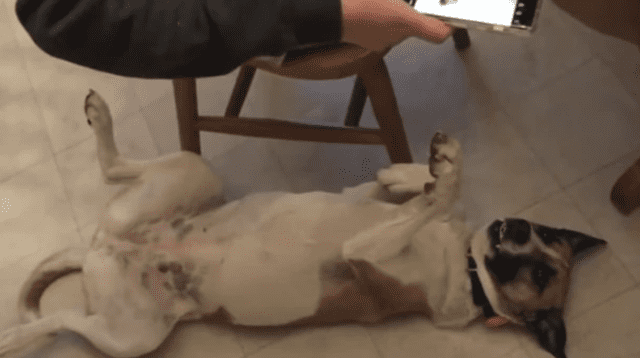 Las poses del perro causaron las risas de miles de usuarios en las redes sociales.