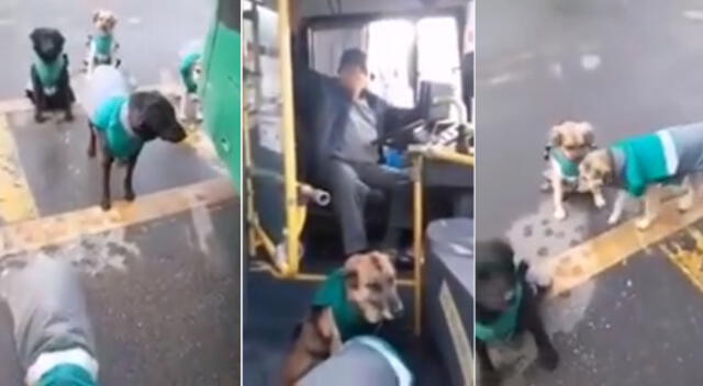 Cada uno de los perros tiene un uniforme que los identifica como trabajadores.