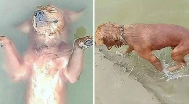 El perro asustó a su propio dueño quien no pudo contener las lágrimas al verlo flotando en el agua.