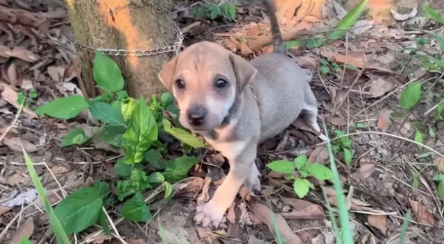 La escena de rescate del perrito se hizo viral en YouTube y otras redes sociales.