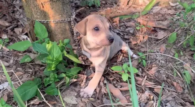 La escena de rescate del perrito se hizo viral en YouTube y otras redes sociales.