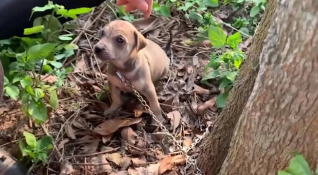 La escena de rescate del perrito se hizo viral en YouTube y otras redes sociales.