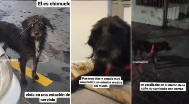 La historia de Chimuelo conmovió a miles de personas en las redes sociales.