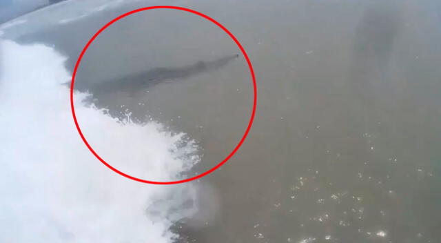 Mujer estaba surfeando cuando se percató de la presencia de unos tiburones.
