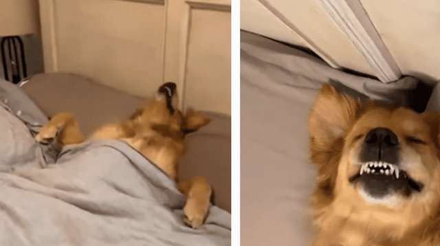La peculiar postura del perro a la hora de dormir desató la risa de miles en las redes sociales.