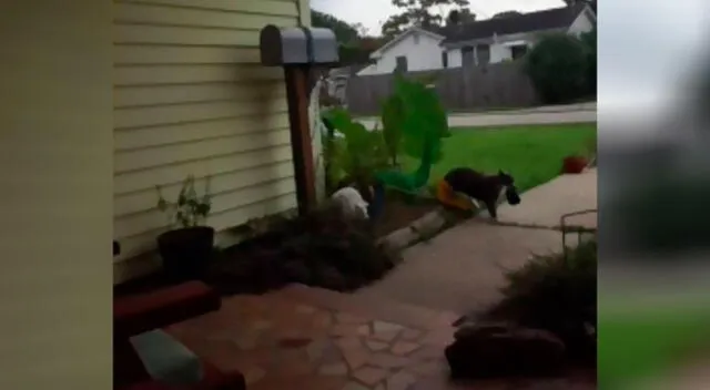 Joven le tuvo que pedir disculpas a sus vecinos porque su gato les robaba