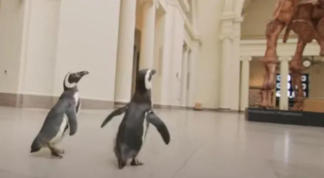 Pareja de pingüinos en el Museo Field de Historia Natural.