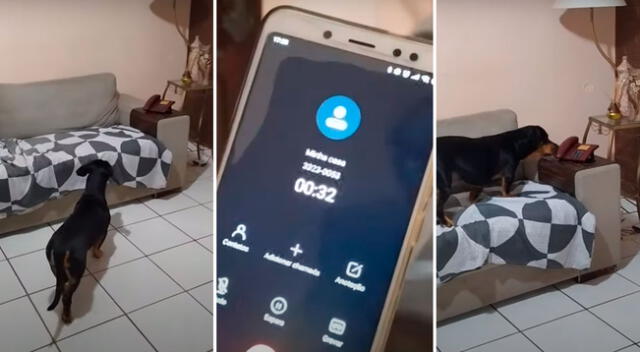 Perrito aprendió a contestar el teléfono de sus dueños.