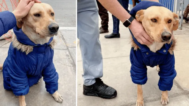 La historia 'real' del perro ha sorprendido a miles en las redes sociales.