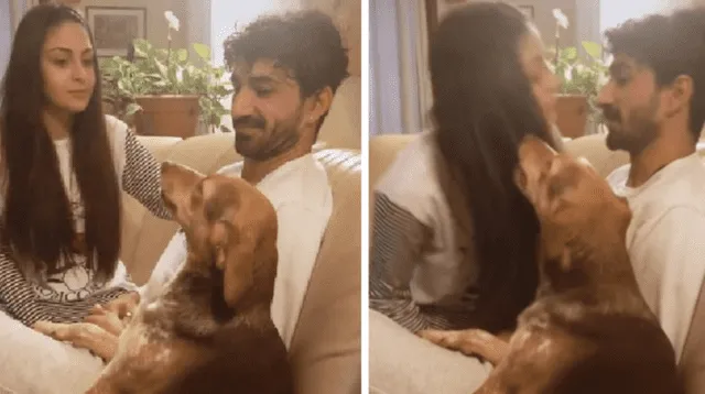 La escena de 'celos' del perro se volvió tendencia en las redes sociales.