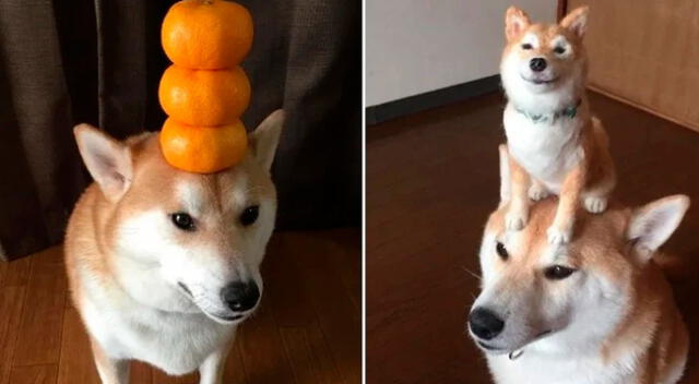 El perro que puede equilibrarlo todo en su cabeza