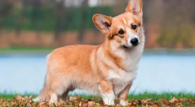 Perro piensa que su dueña lo va a abandonar y tiene peculiar comportamiento