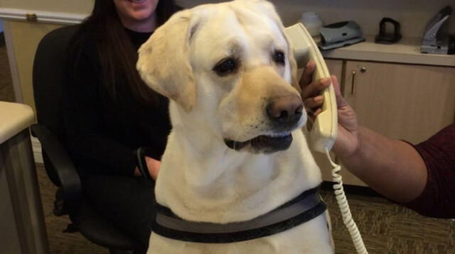 Perro aprendió a contestar el teléfono