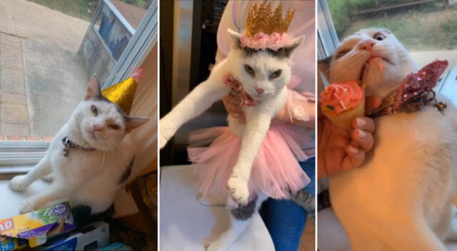 Desliza para ver la divertidas fotos del cumpleaños de la gatita de TikTok.