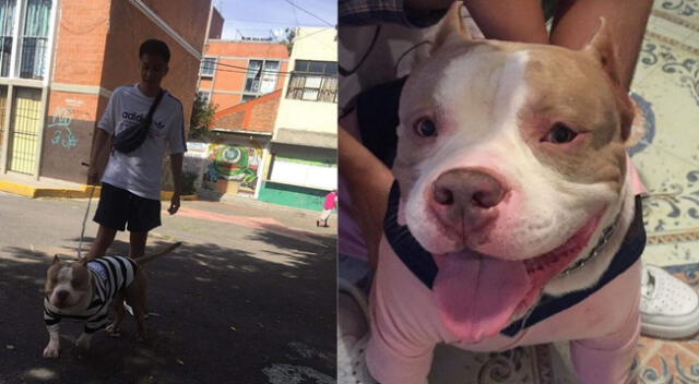 Joven trolea a sus vecinos que afirmaron que su perrito pitbull ataca ferozmente a niños.