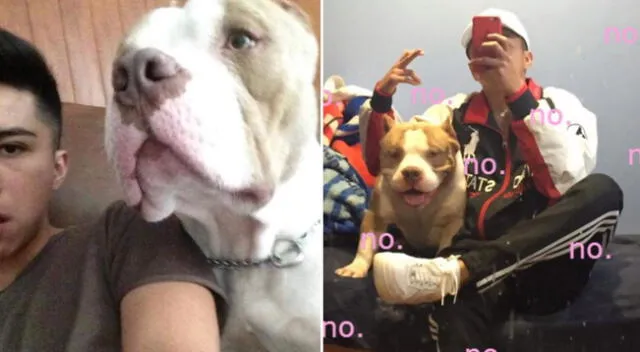 En Facebook, se viralizó un pitbull al ser defendido por su dueño cuando muchos vecinos se alejaron de él por creer que el cachorrito es violento y peligroso.