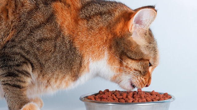 Si tenemos un gato como mascota debemos saber cómo alimentarlos adecuadamente.