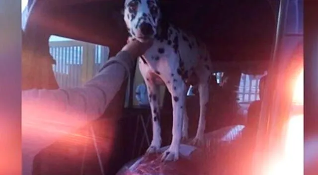 Perrito dalmata hizo llorar a muchos con su noble gesto póstumo hacia su amo.