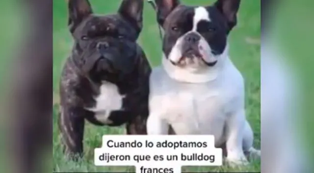 La joven se llevó una gran sorpresa al descubrir que su perro no era un bulldog francés.